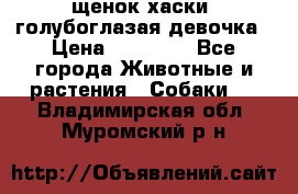 щенок хаски  голубоглазая девочка › Цена ­ 12 000 - Все города Животные и растения » Собаки   . Владимирская обл.,Муромский р-н